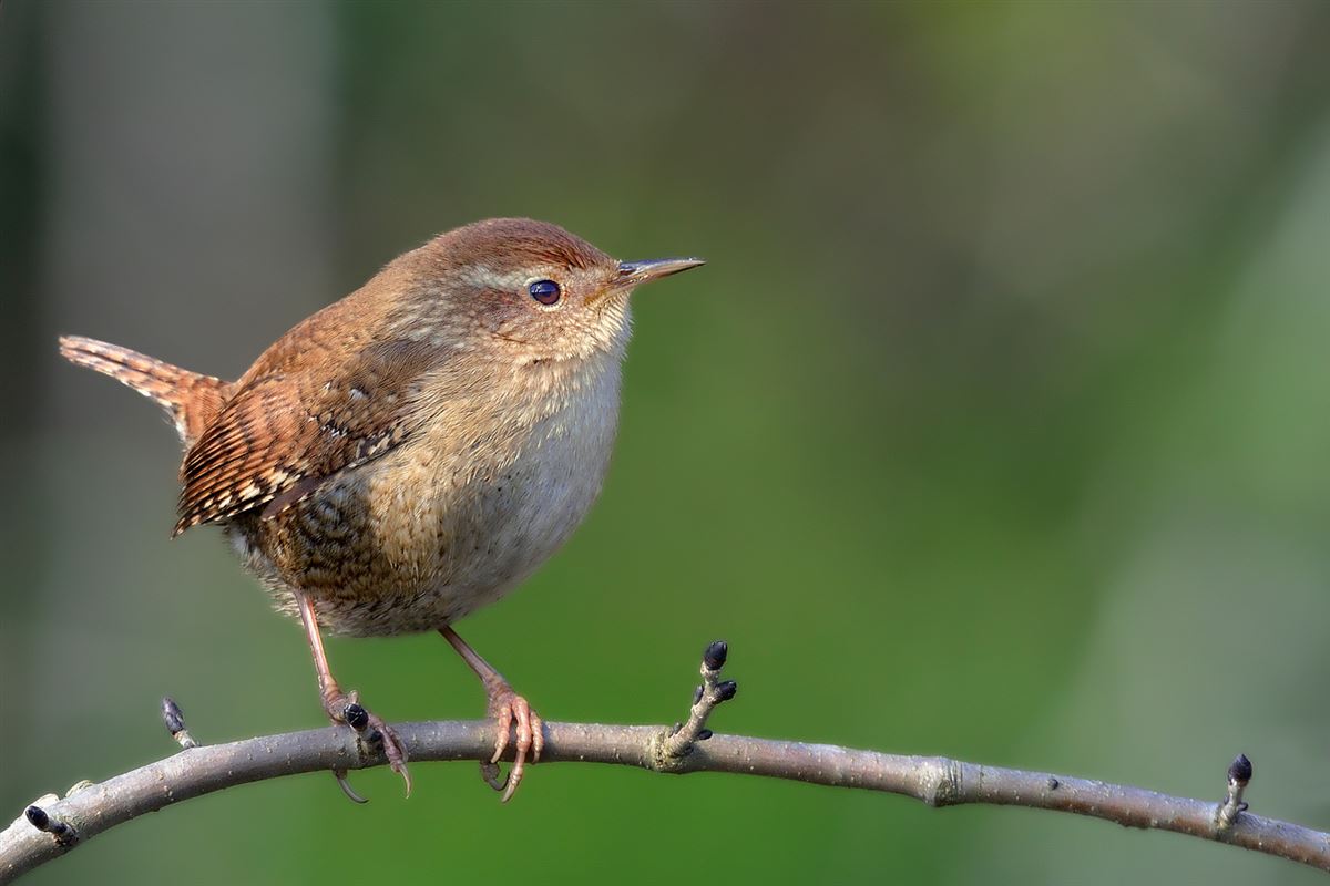 Eurasian Wren