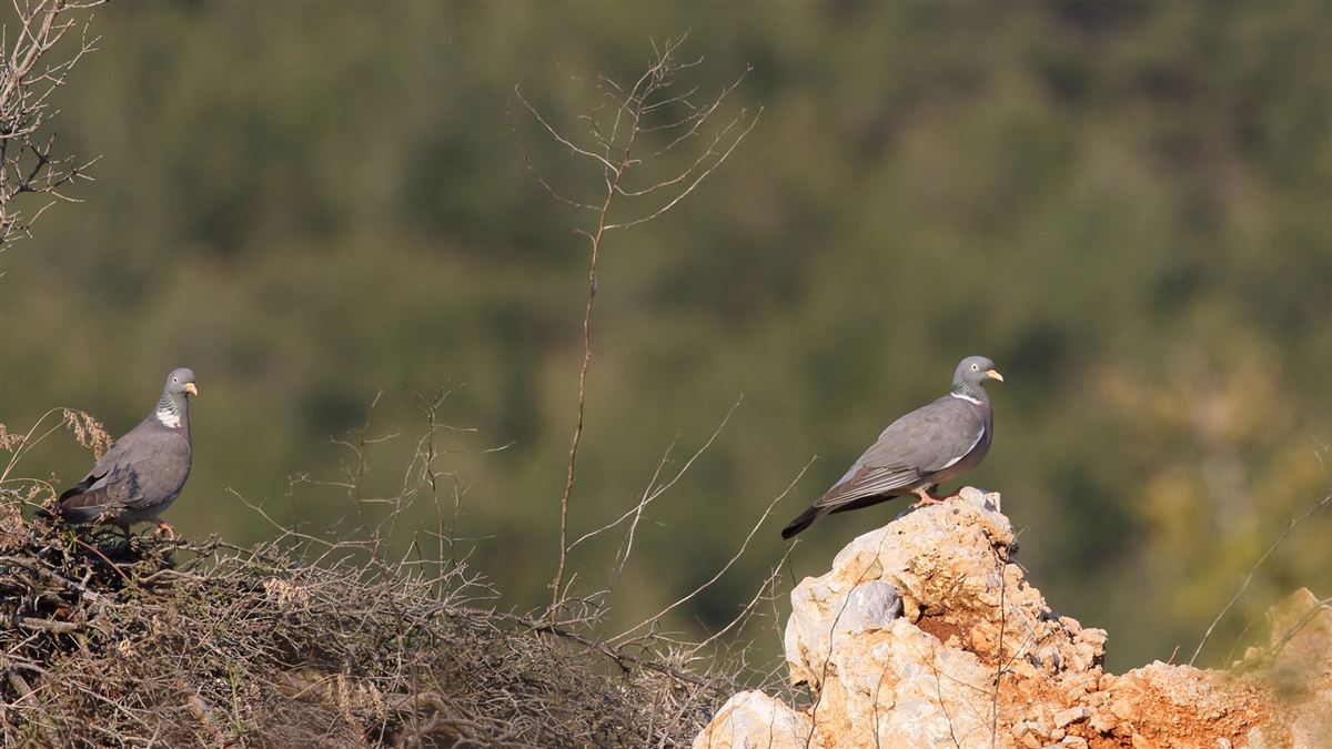 Common Wood Pigeon
