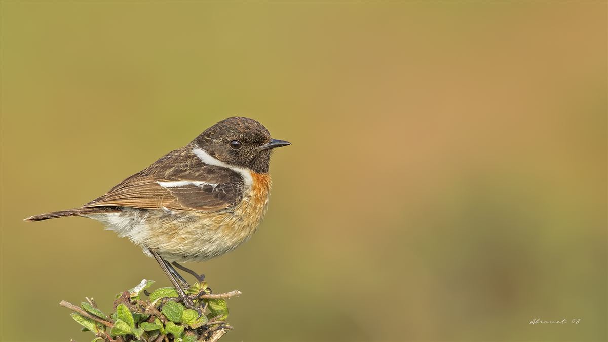 European Stonechat