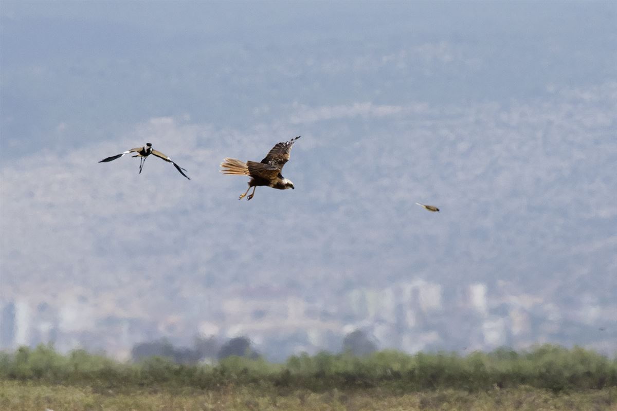 Western Marsh Harrier