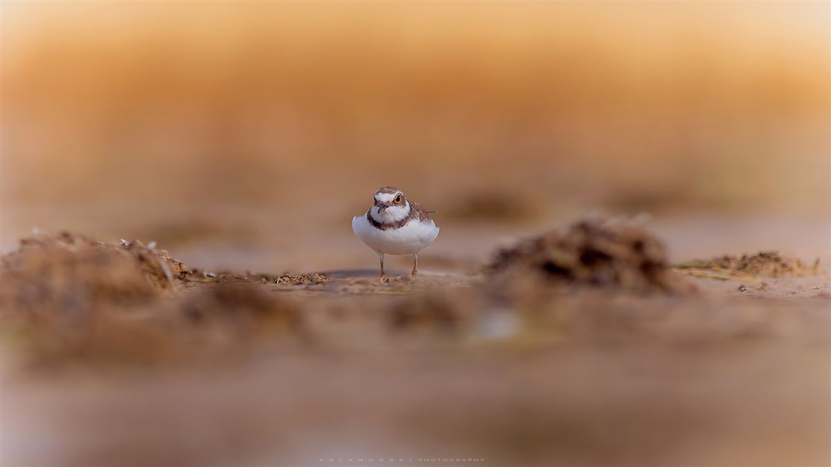 Little Ringed Plover