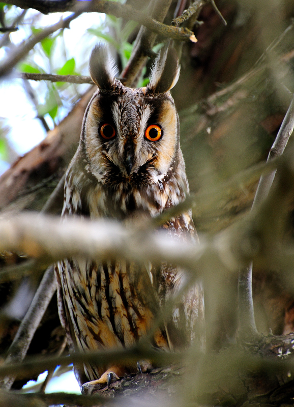 Long-eared Owl