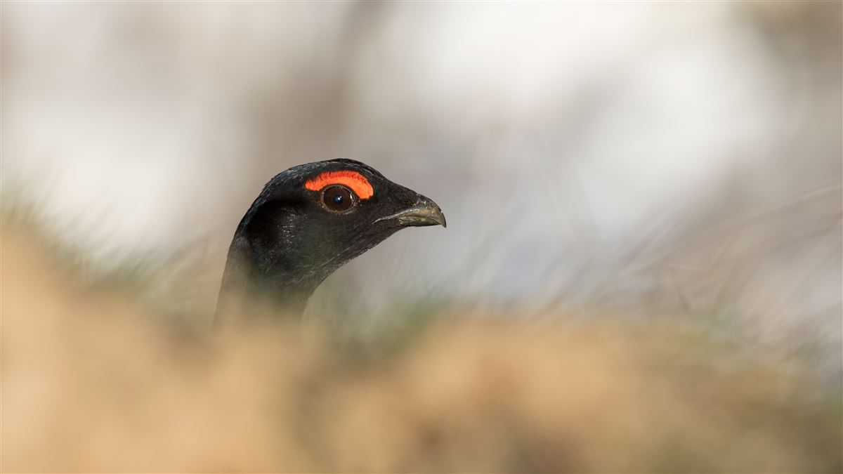 Caucasian Grouse