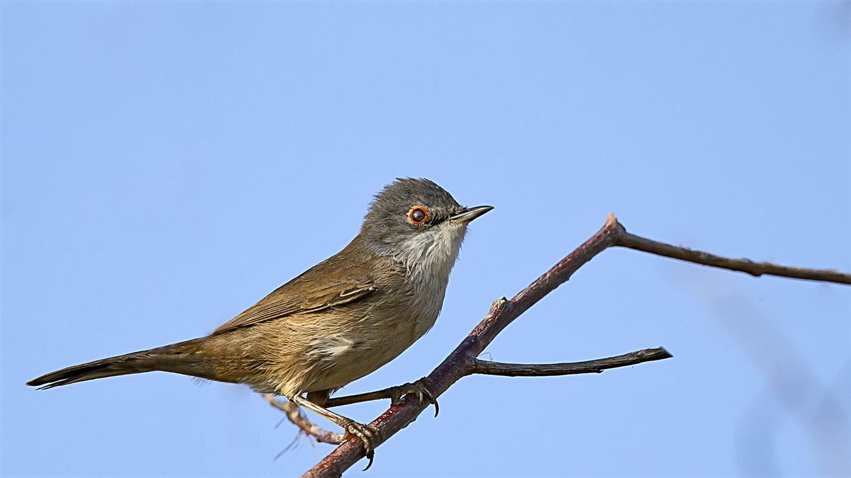Sardinian Warbler