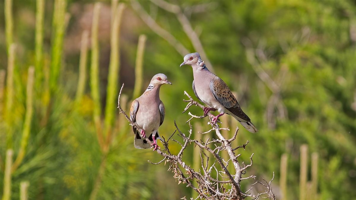 European Turtle Dove