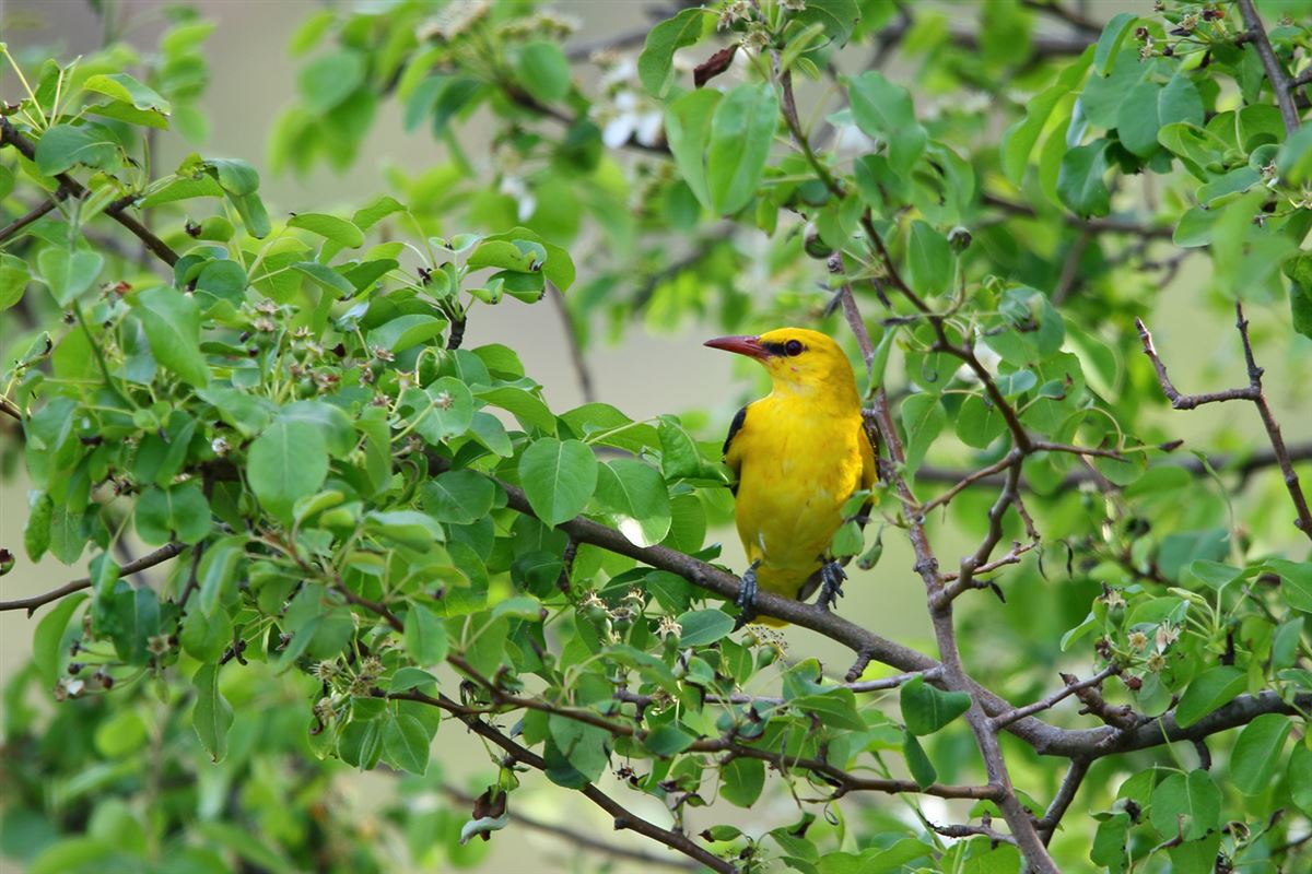 Eurasian Golden Oriole