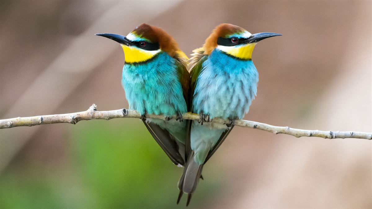 European Bee-eater