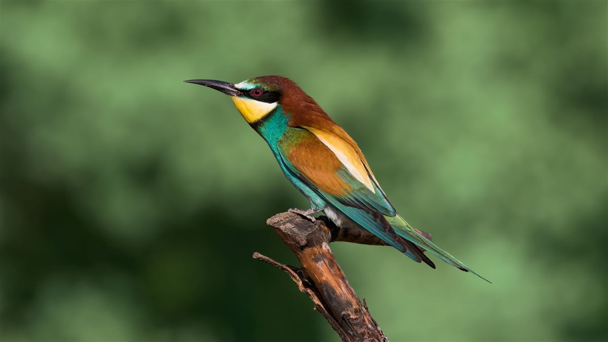 European Bee-eater