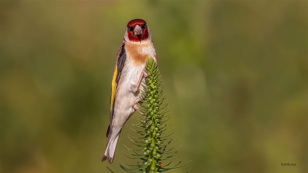 European Goldfinch
