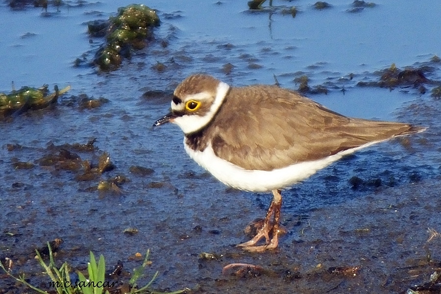 Little Ringed Plover