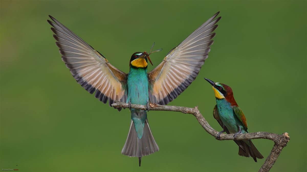 European Bee-eater