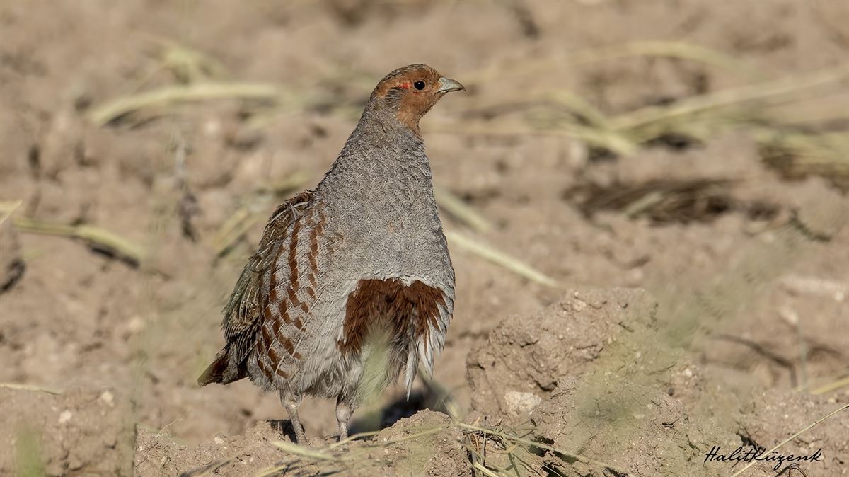 Grey Partridge