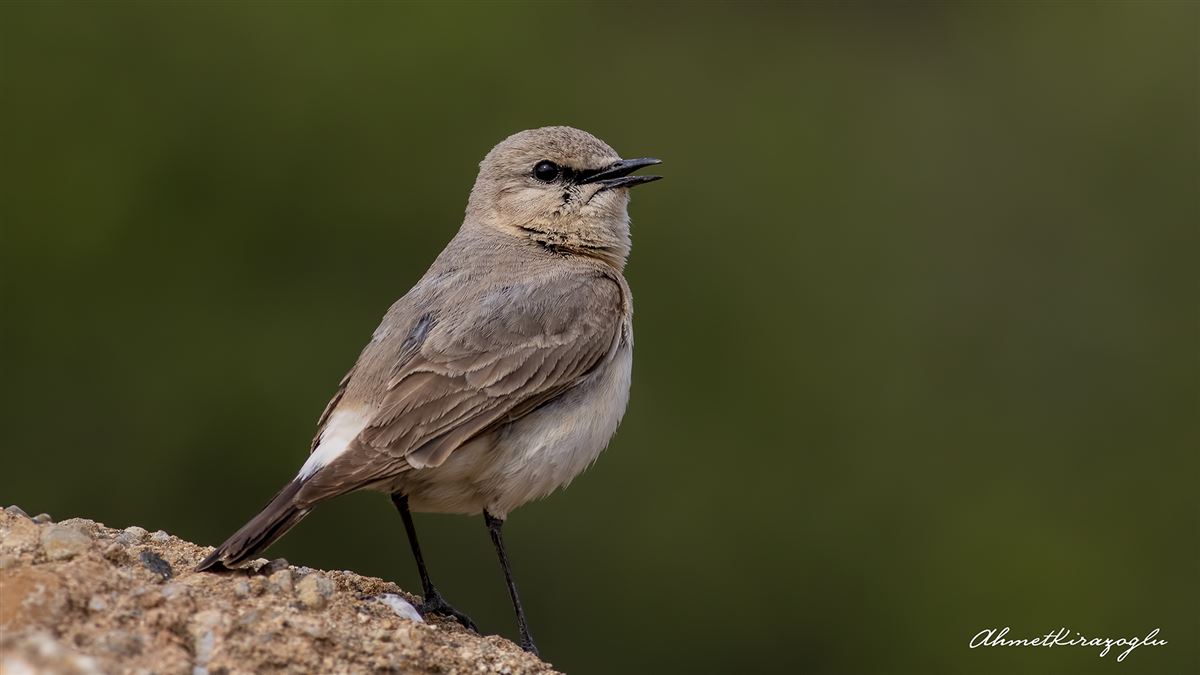 Isabelline Wheatear