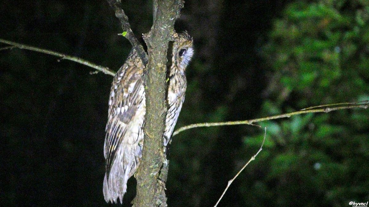 Tawny Owl