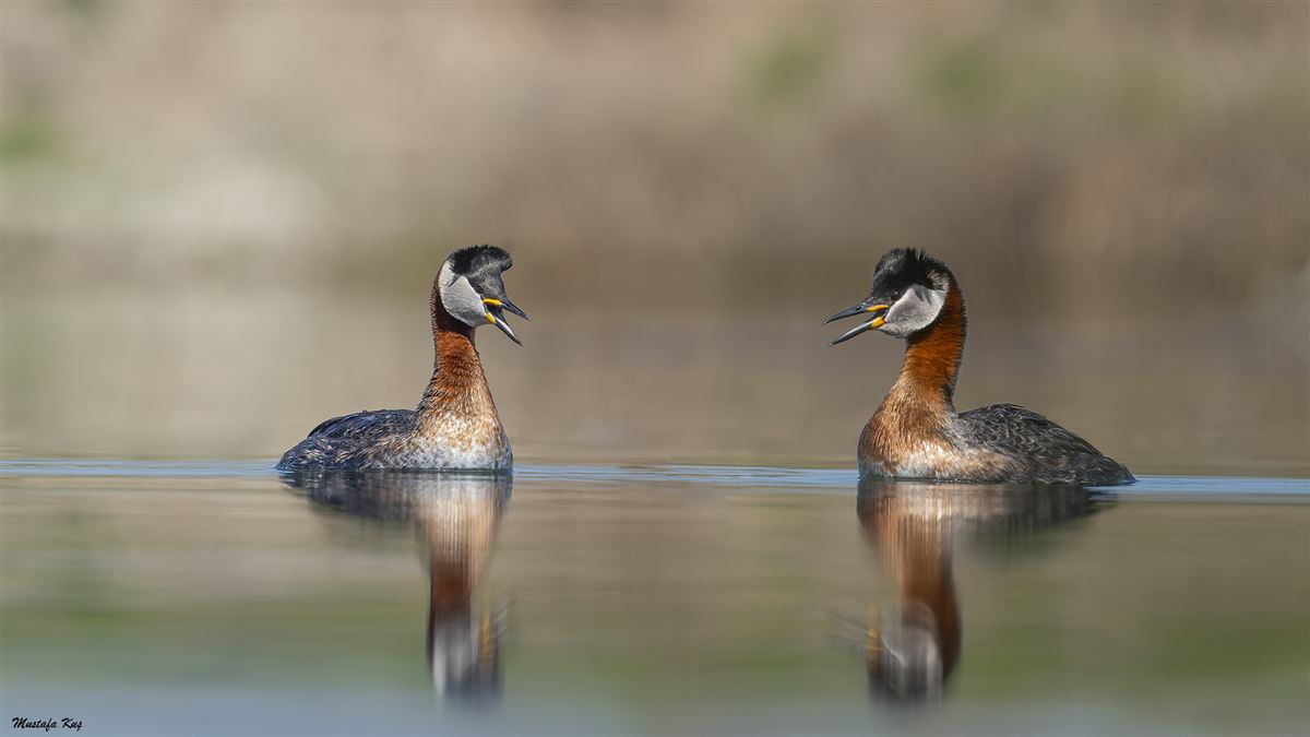 Red-necked Grebe