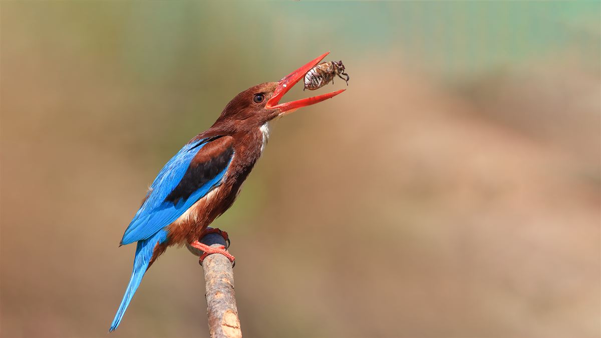 White-throated Kingfisher
