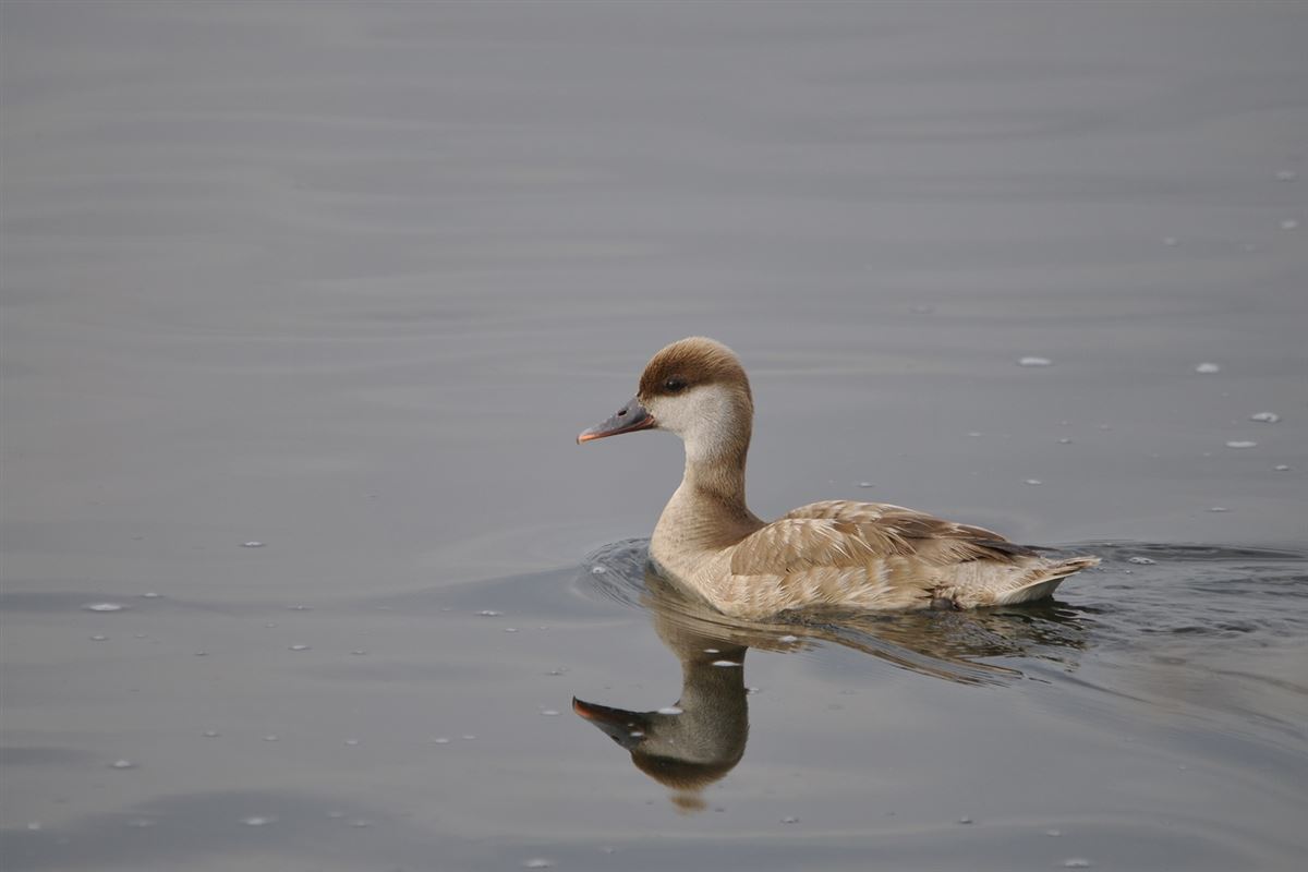 Red-crested Pochard
