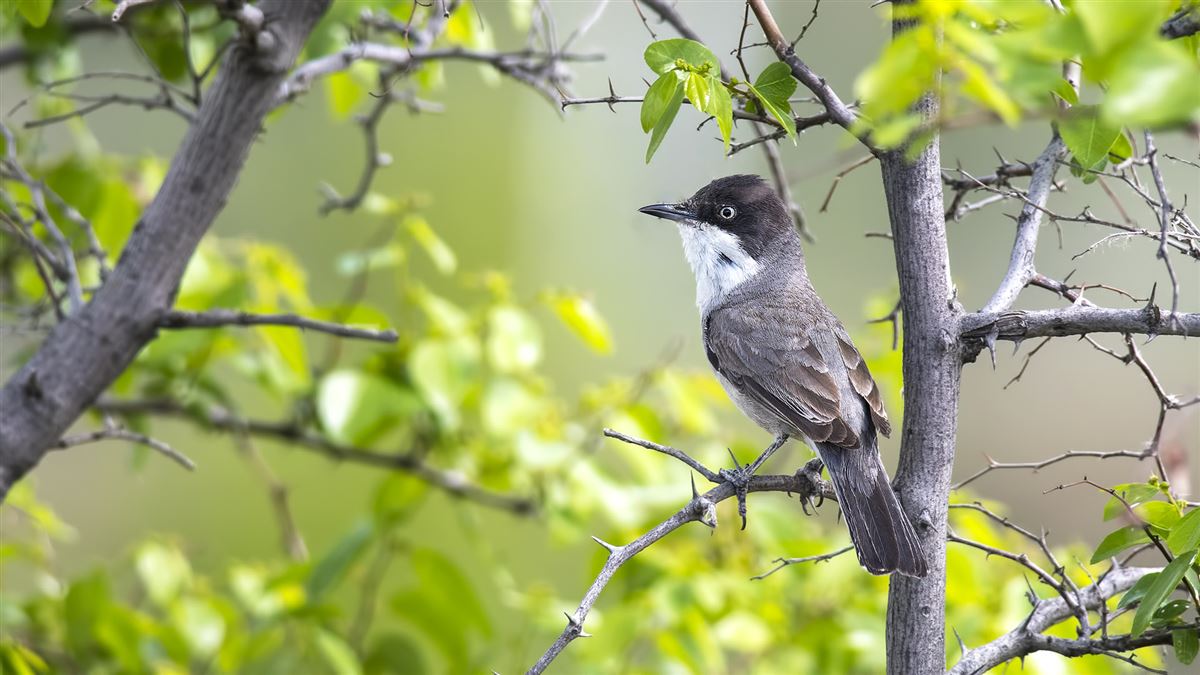 Eastern Orphean Warbler