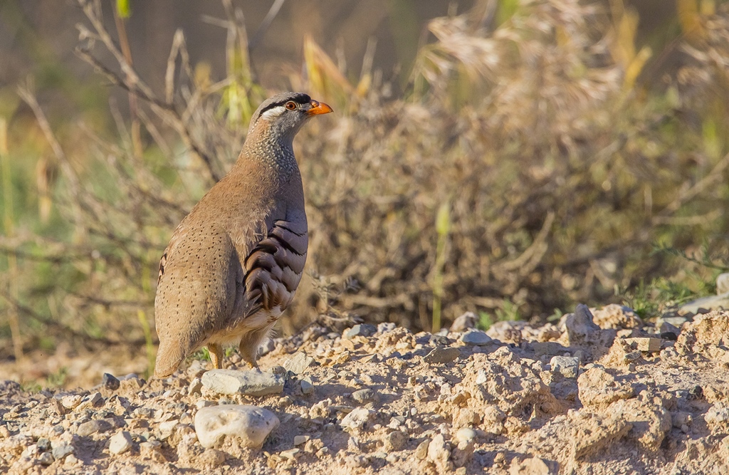 See-see Partridge