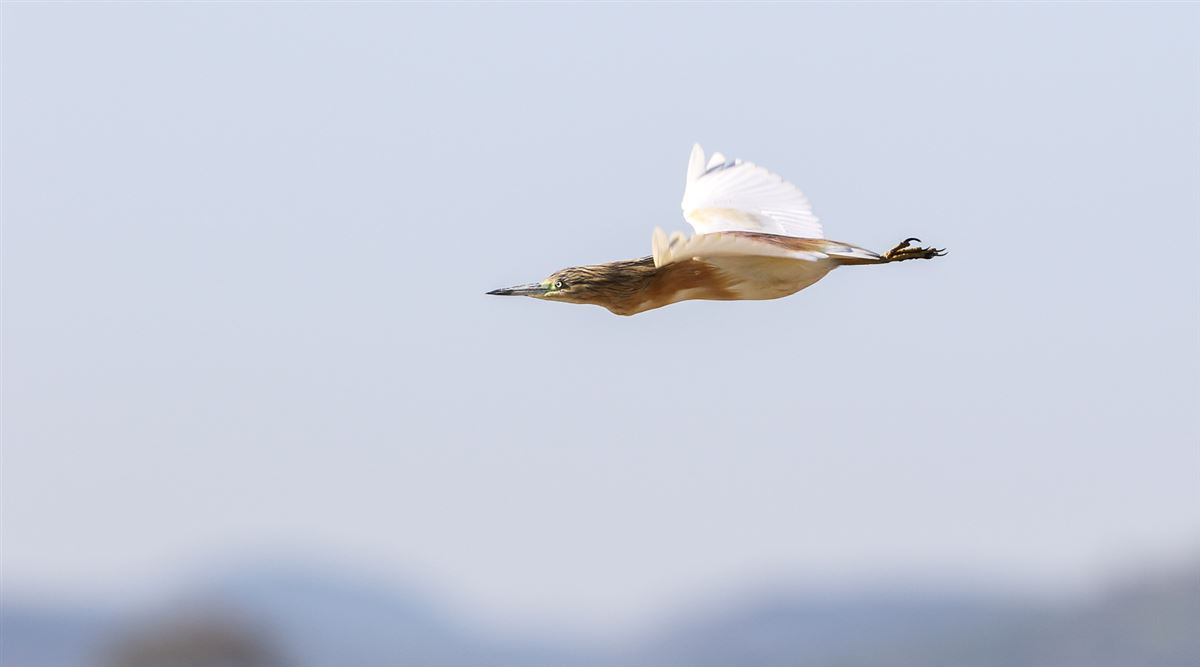 Squacco Heron