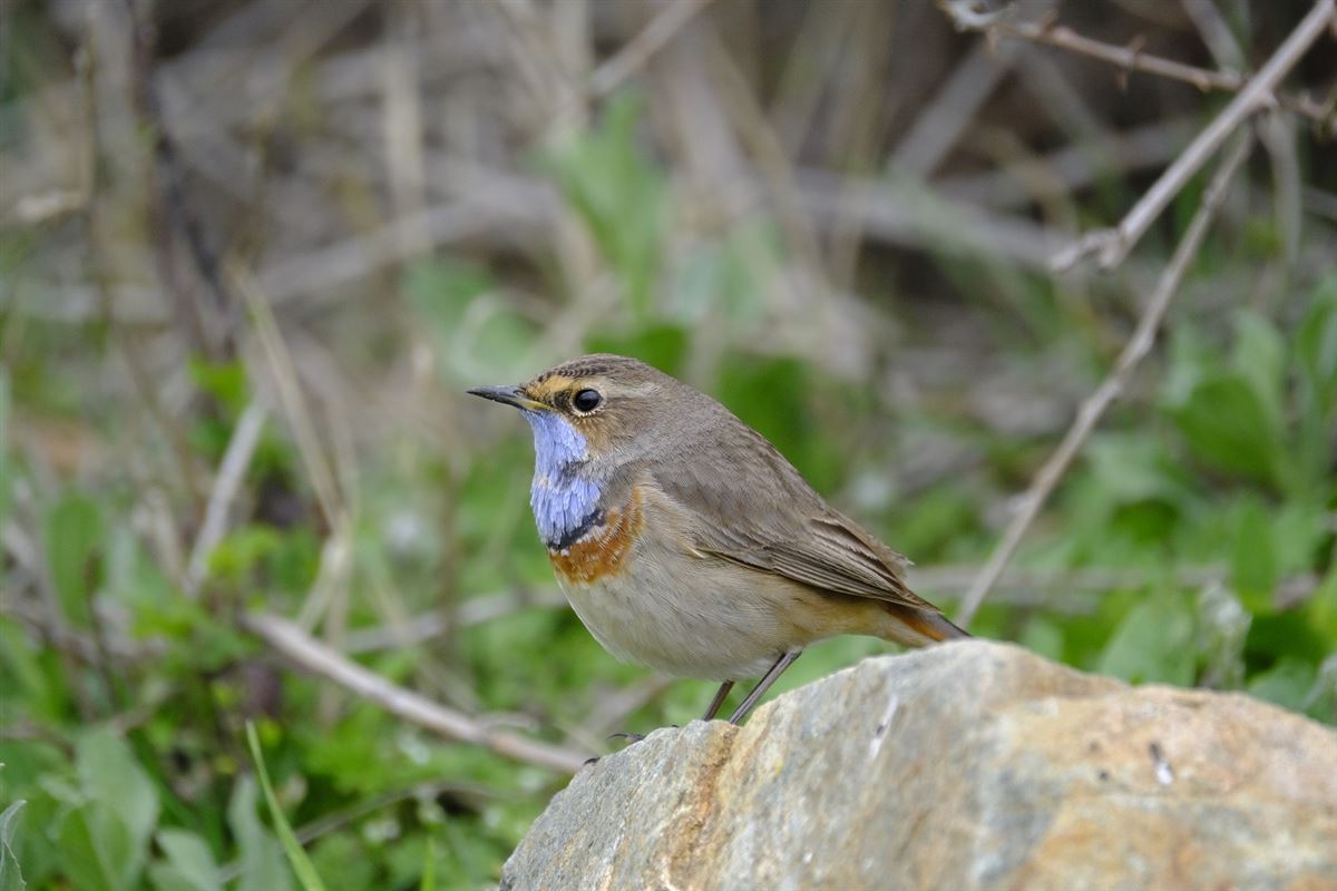 Bluethroat