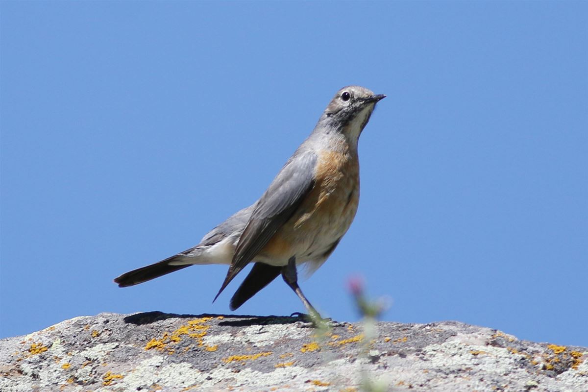 White-throated Robin