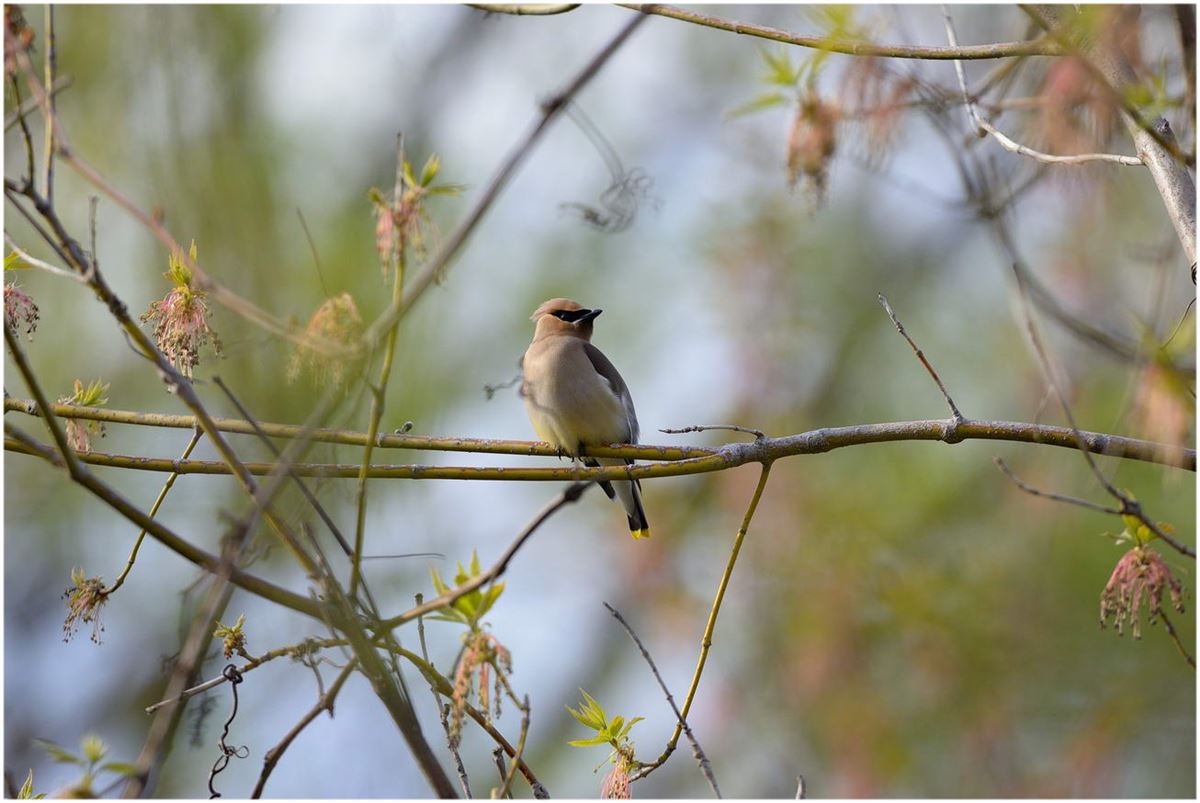 Bohemian Waxwing