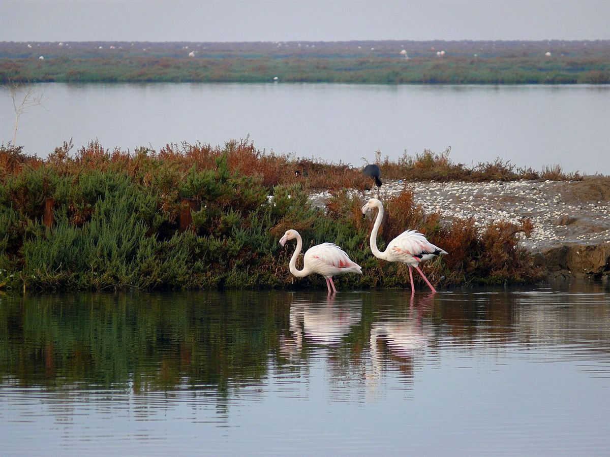 Greater Flamingo