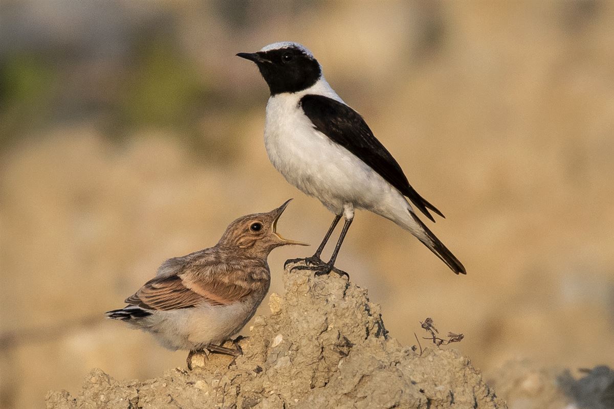 Black-eared Wheatear