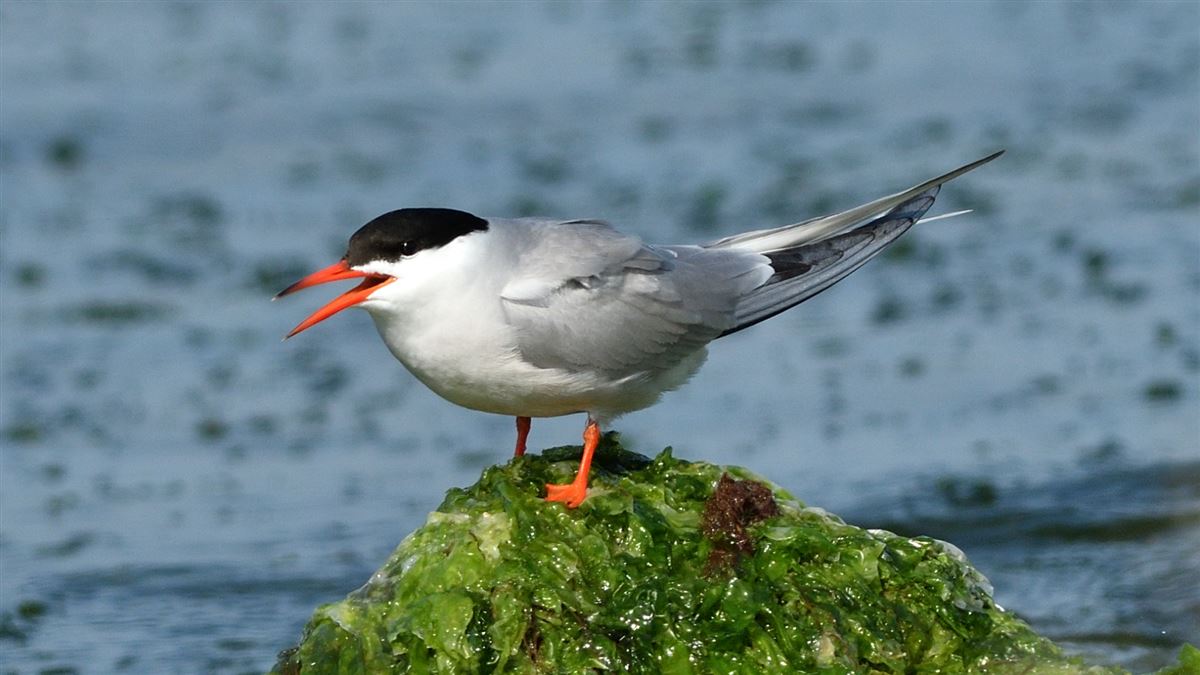 Common Tern