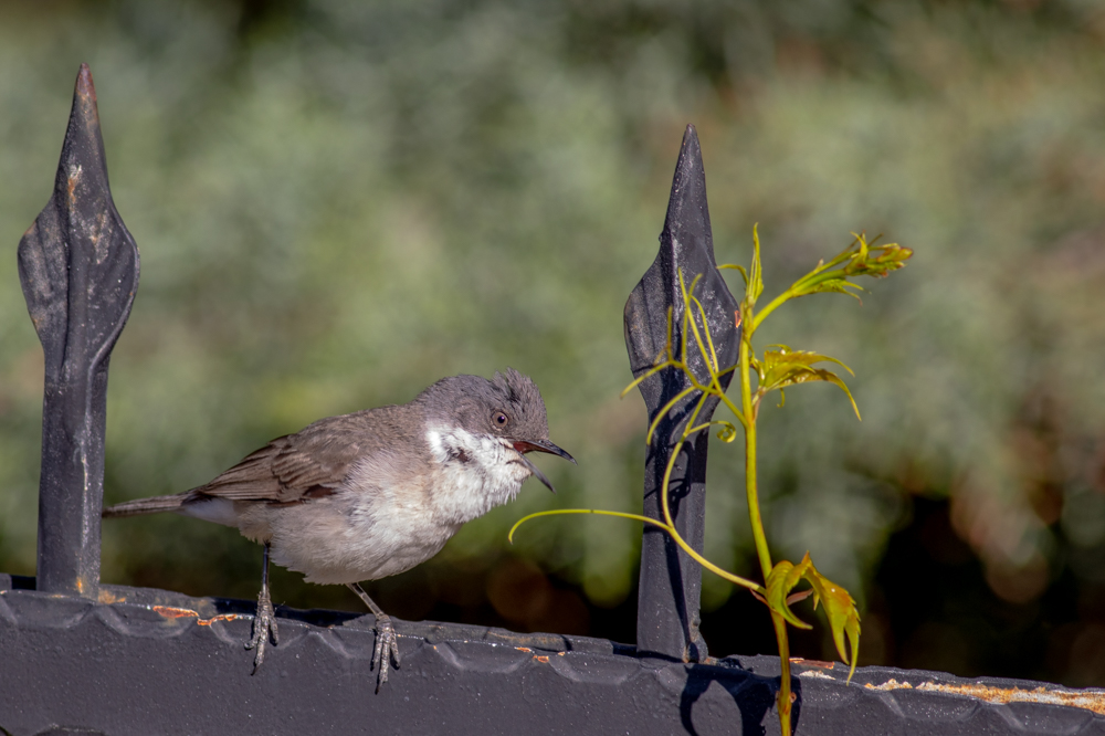 Lesser Whitethroat
