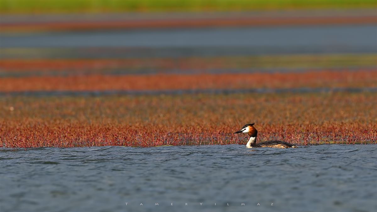 Great Crested Grebe