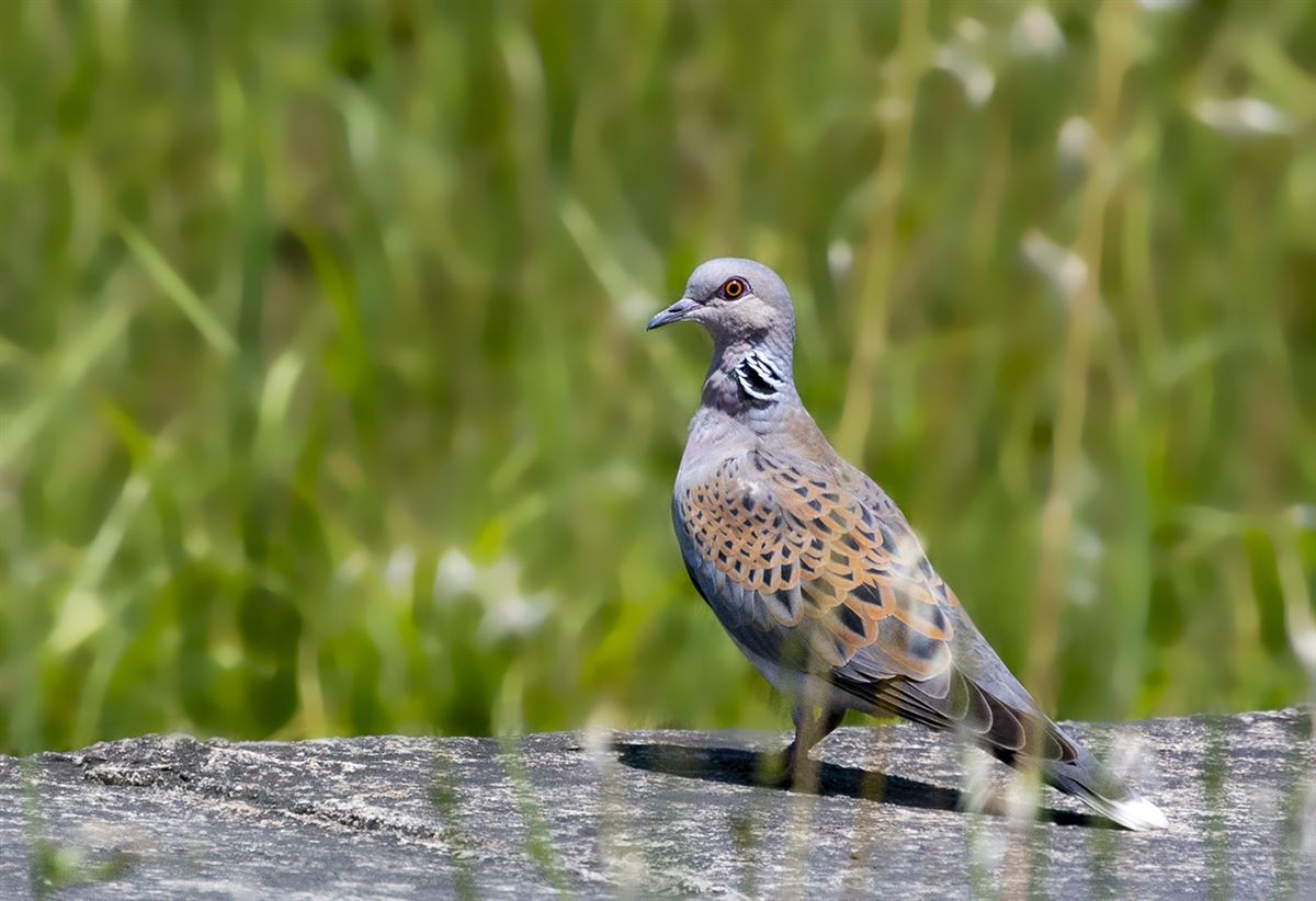 European Turtle Dove