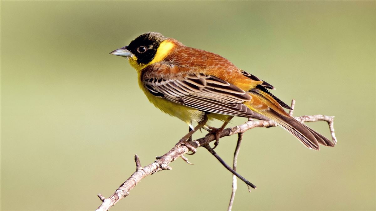 Black-headed Bunting