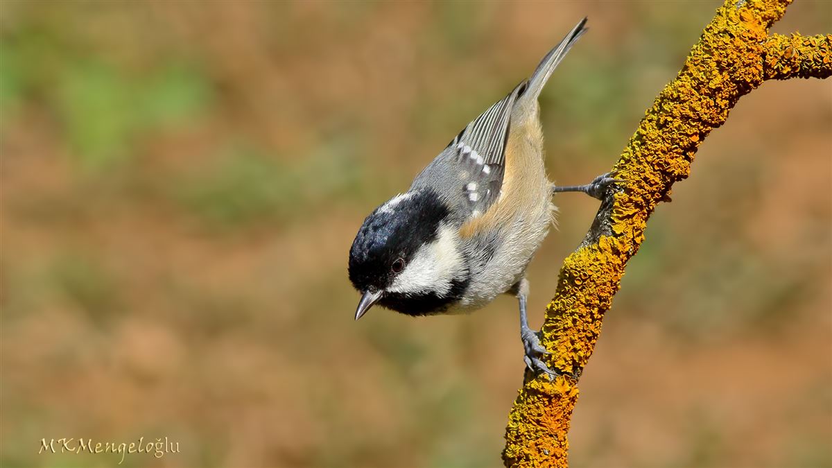 Coal Tit