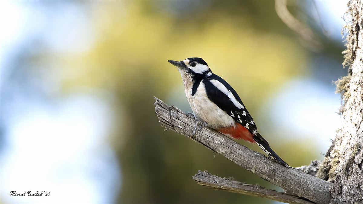 Great Spotted Woodpecker
