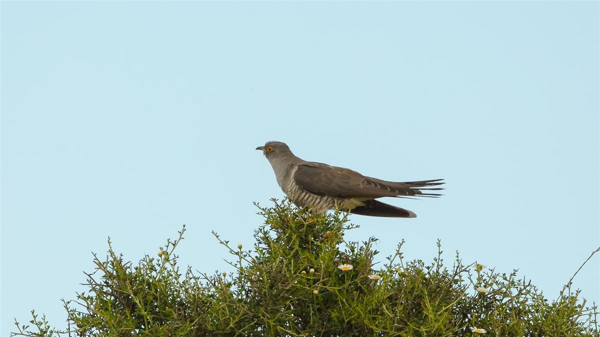 Common Cuckoo
