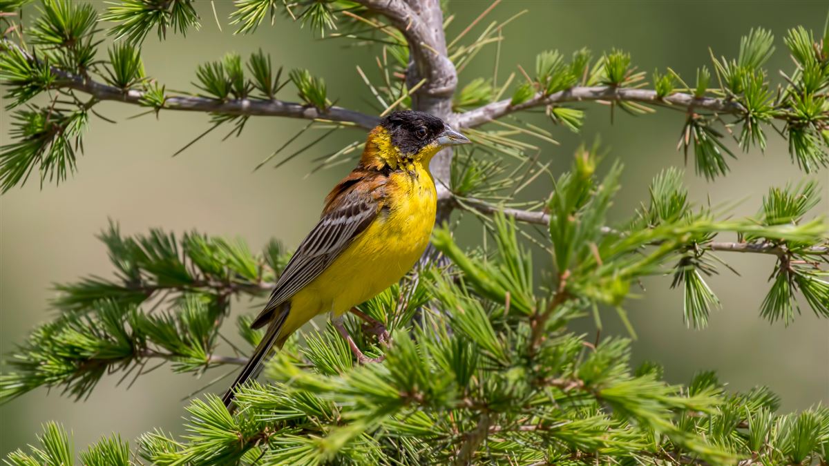 Black-headed Bunting