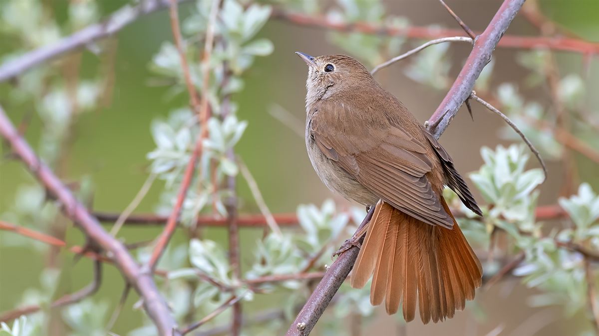 Common Nightingale