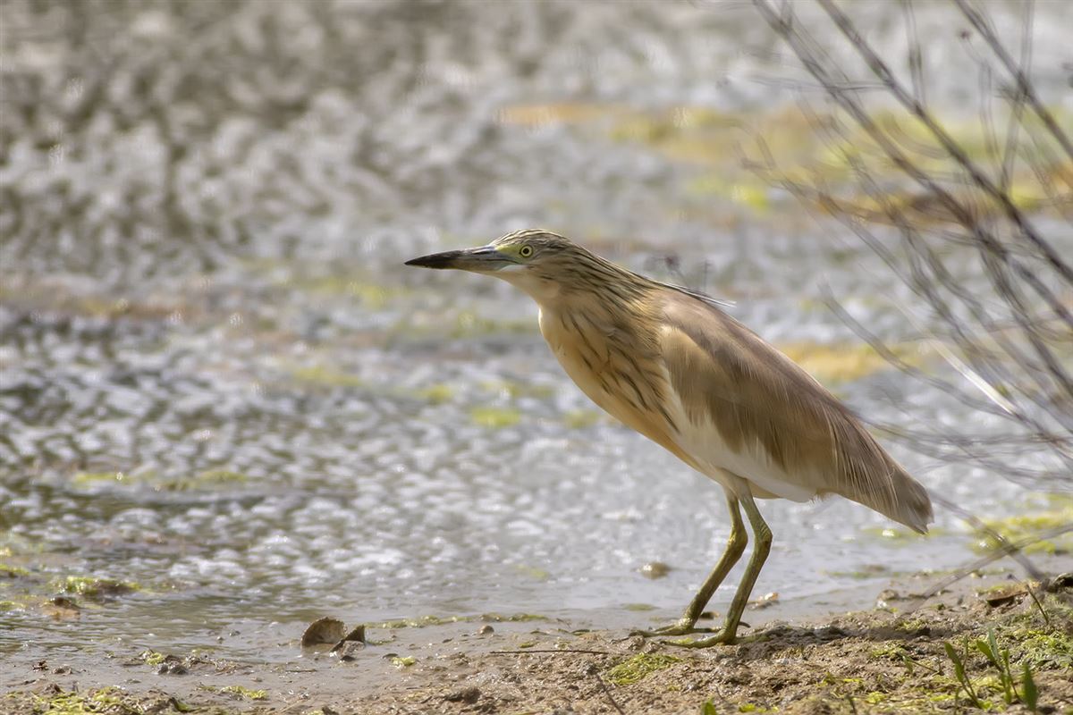 Squacco Heron