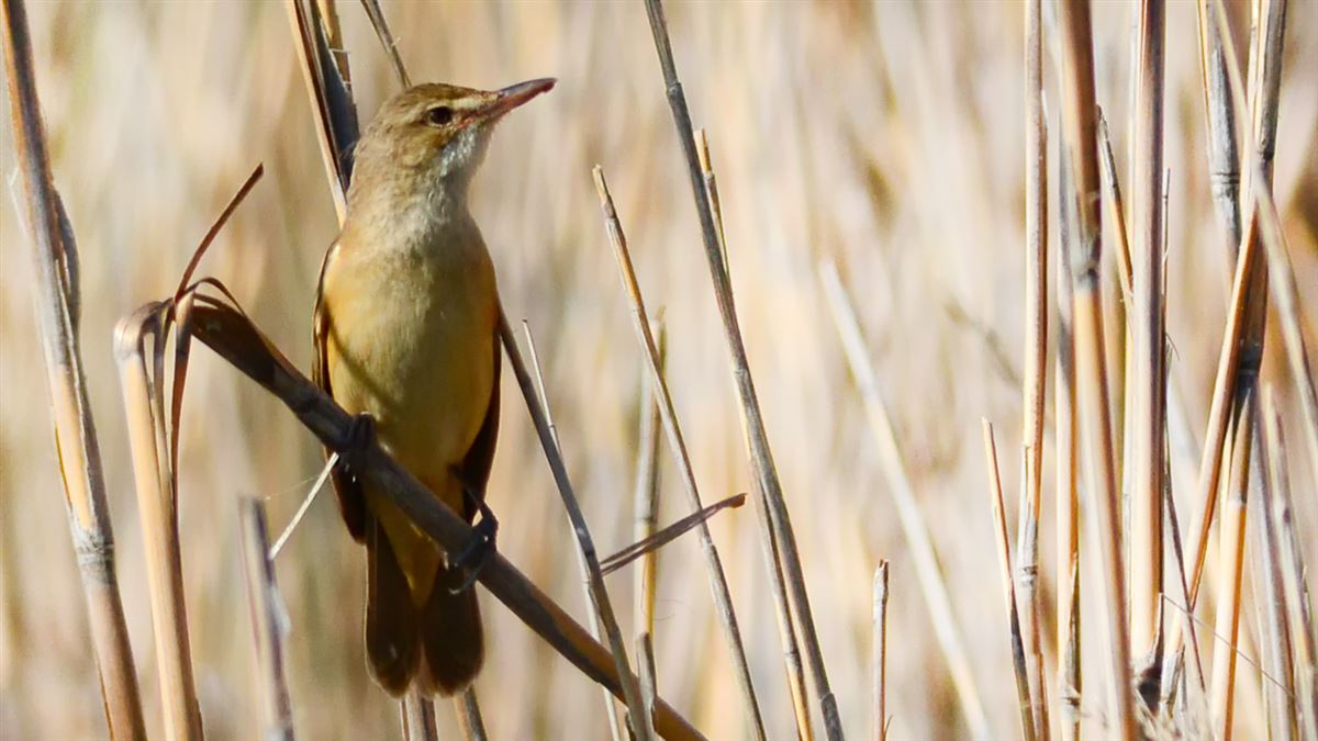 Great Reed Warbler