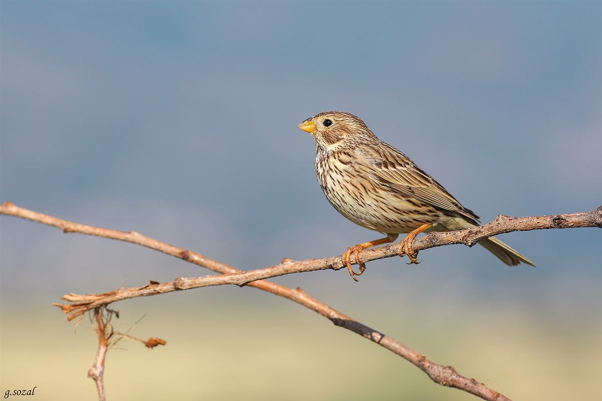 Corn Bunting