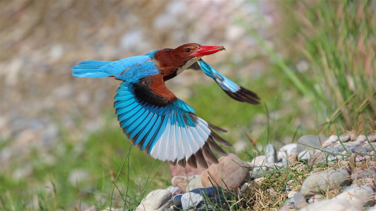 White-throated Kingfisher