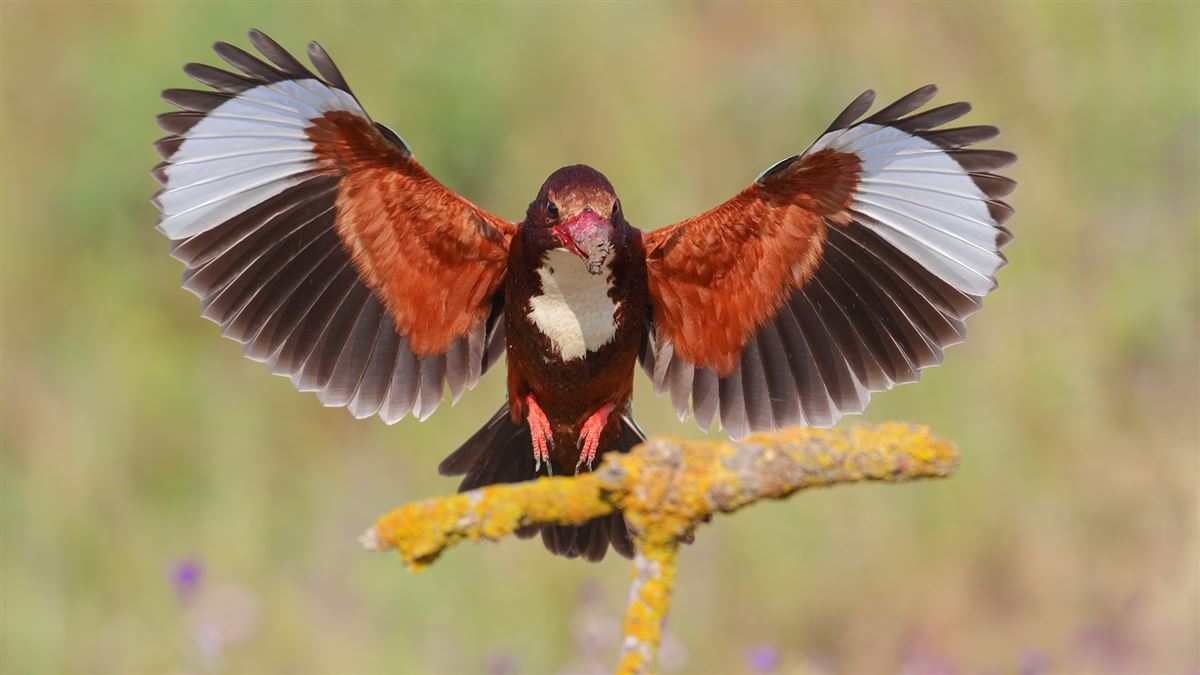 White-throated Kingfisher