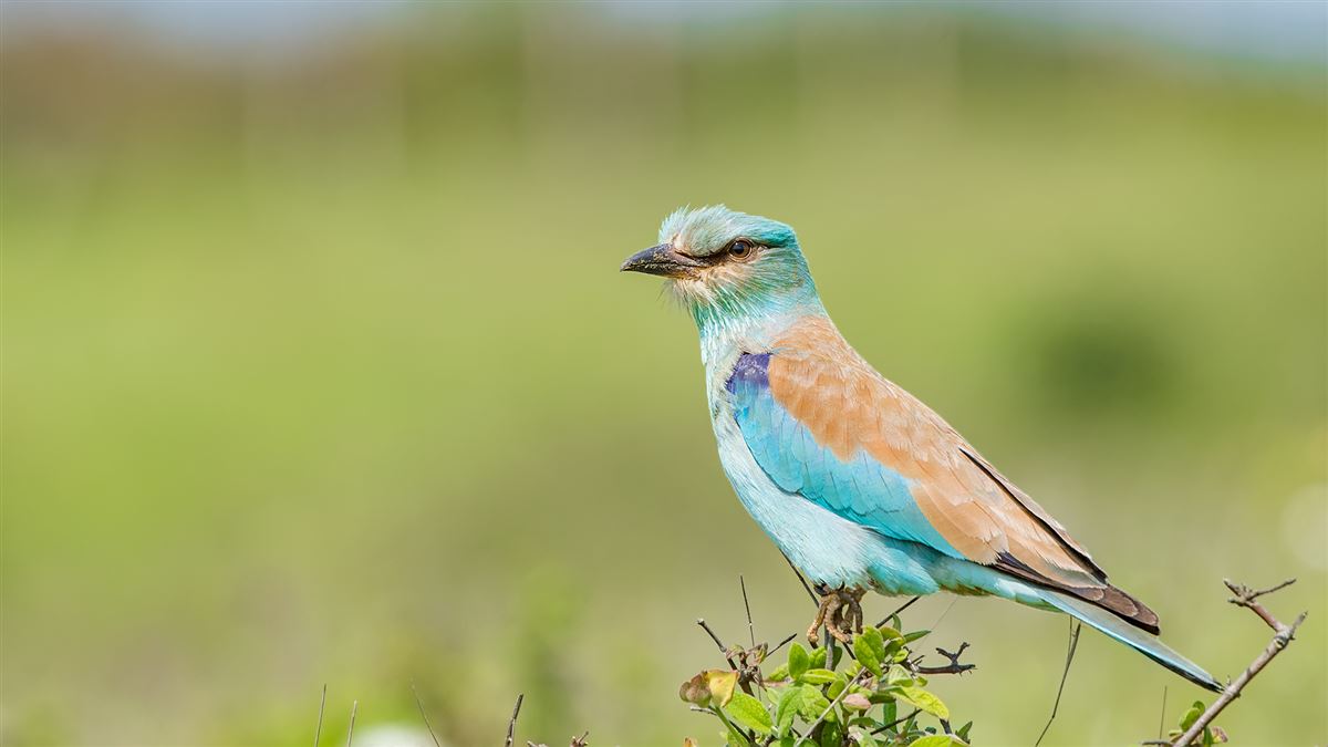 European Roller
