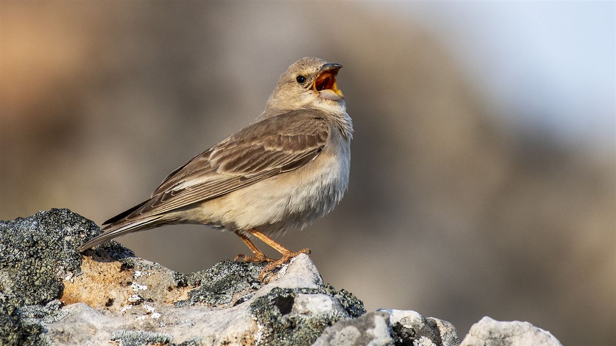 Pale Rockfinch