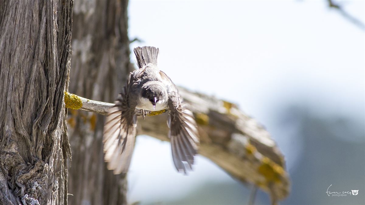Eastern Orphean Warbler