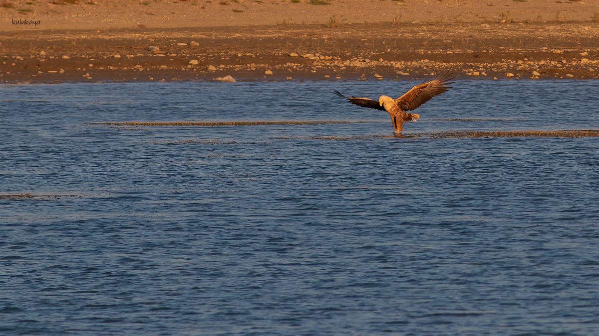 White-tailed Eagle