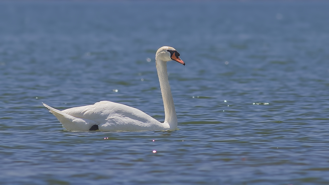 Mute Swan