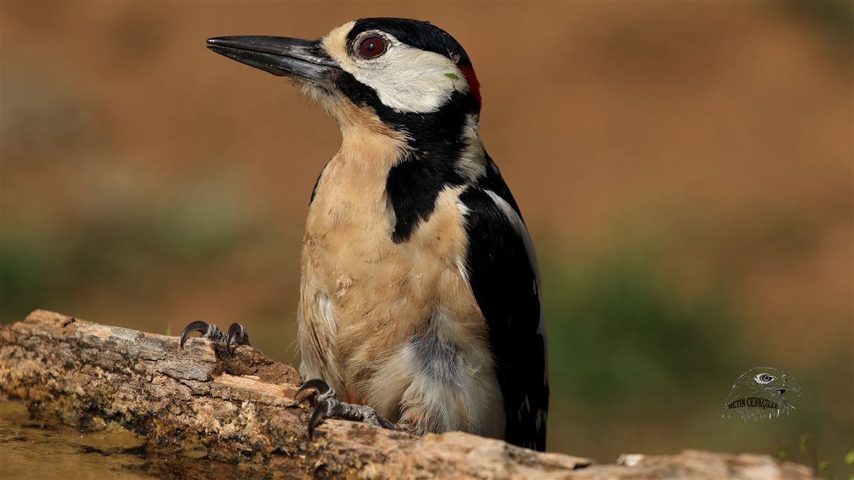 Great Spotted Woodpecker